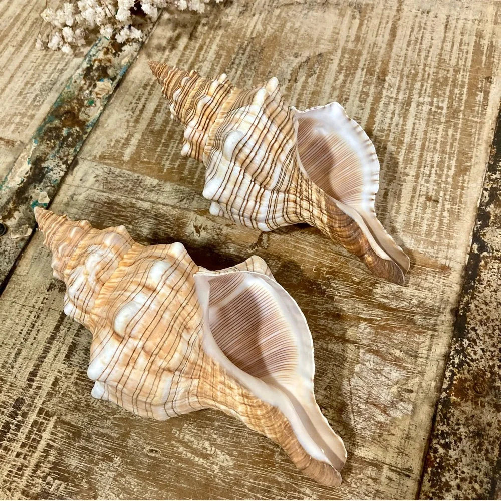 2 Seashells Cream / Light Orange / Brown Neutral Decor Beach Shell Nautical